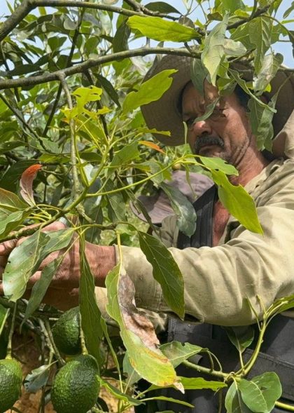 Agricultor tomando aguacate Agricultor tomando aguacate